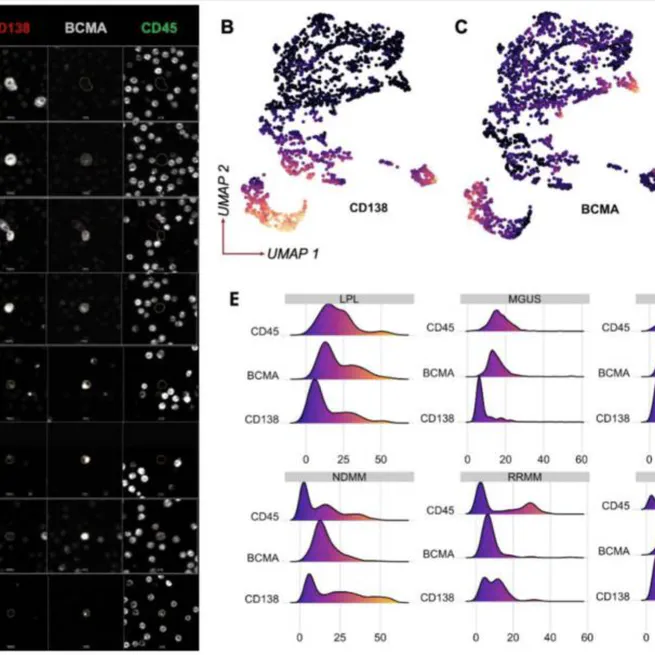 Characterization of BCMA Expression in Circulating Rare Single Cells of Patients with Plasma Cell Neoplasms