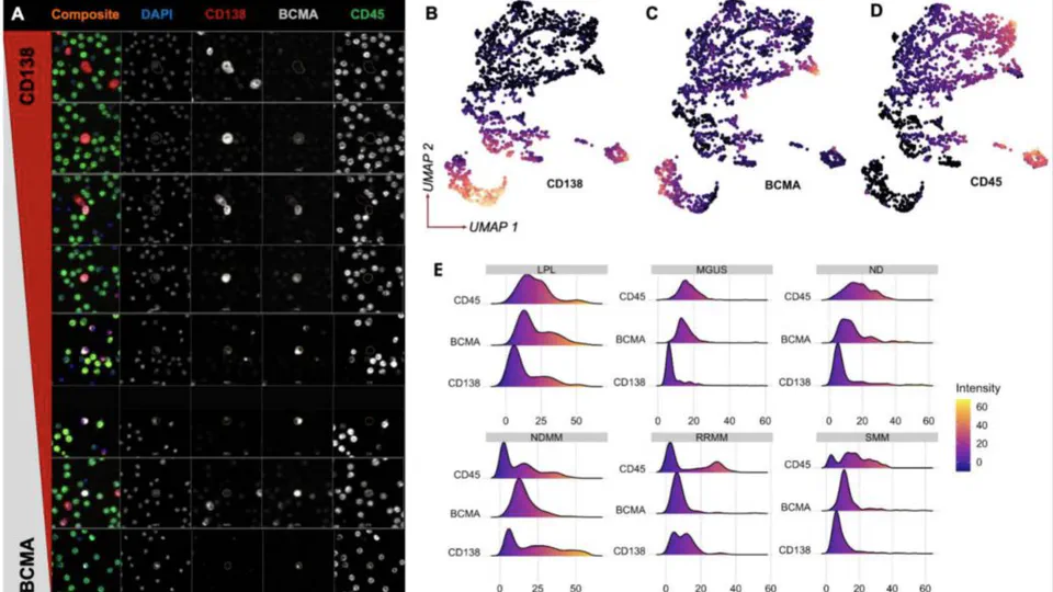 Characterization of BCMA Expression in Circulating Rare Single Cells of Patients with Plasma Cell Neoplasms
